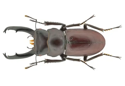Dorcus liangi male holotype, dorsal view — dark grey-black elytra tinged reddish-brown, prominent mandibles with orange inner teeth, white background