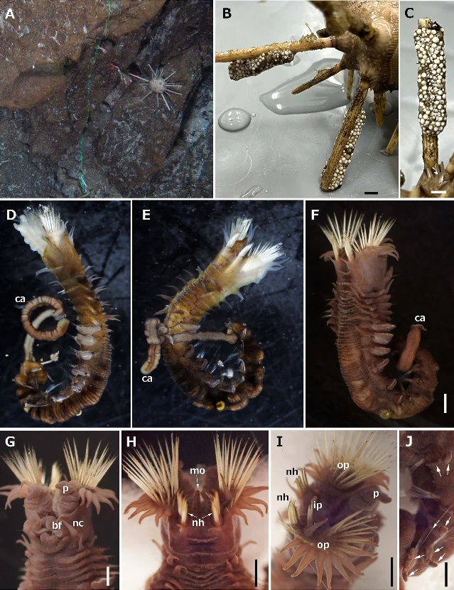 *Phalacrostemma ritto* composite plate showing the tube on a sea urchin spine and the diagnostic bilobed notopodia
