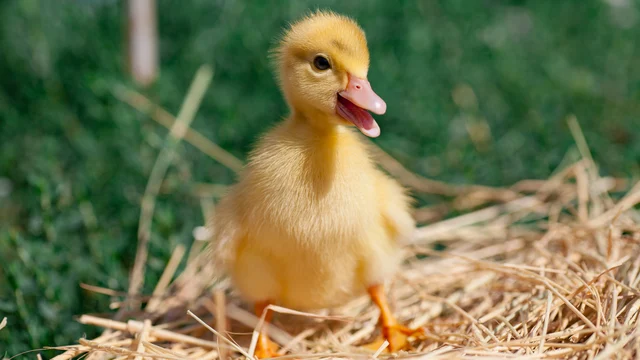 Yellow duckling — Salmonella backyard poultry outbreak illustration