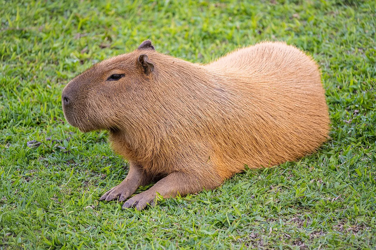 The mammal that conquered Earth (and it isn't us)