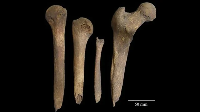 Four human long bones whittled to sharp points, photographed on a black background with a 50 mm scale bar