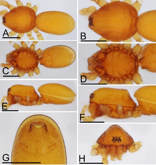 Trilacuna batang holotype male — dorsal, ventral, and lateral habitus views (A–F) with cephalothorax detail (G) and male palp (H); amber-orange coloration, scale bar 0.4 mm