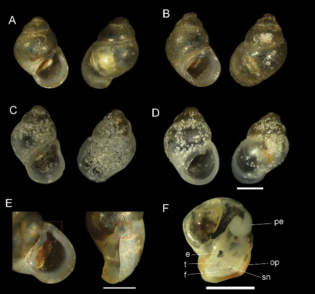 Canglangia heyuemingi holotype NCU_CLH251001 and paratypes (panels A–D) photographed to show shell morphology; panel E shows the aperture with highlighted posterior respiratory canal (red box); panel F shows the male head