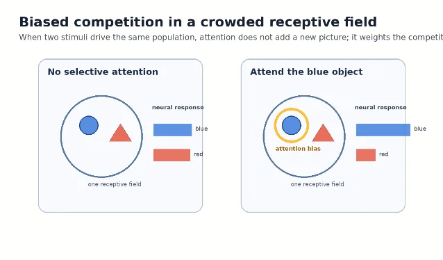 Biased competition schematic