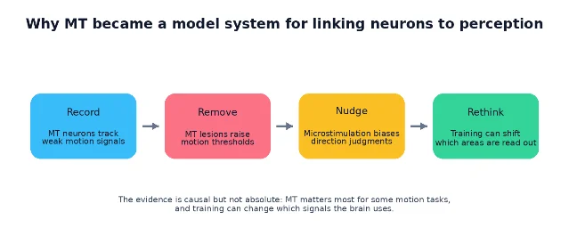 Evidence stack for MT as a model system