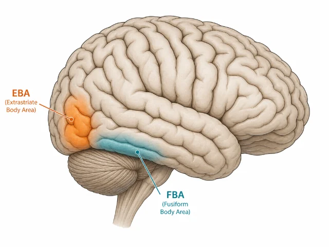Lateral brain diagram showing EBA (orange, lateral occipitotemporal cortex) and FBA (teal, fusiform gyrus) labeled with callouts