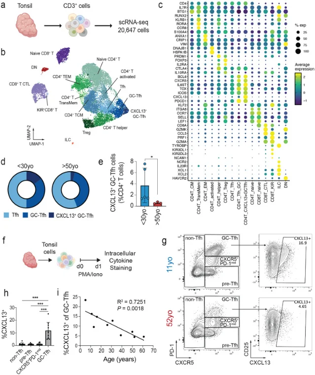 Figure 3 from the Stanford study — UMAP plots and pie charts showing CXCL13+ GC-Tfh cells (dark blue) nearly disappear in donors over 50, while pre-Tfh precursor cells accumulate