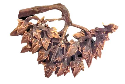 22 new species named May 26: yellow lipstick plants from Borneo, two firefly pairs from Meghalaya, and deep-sea sea cucumbers from the Emperor Seamounts