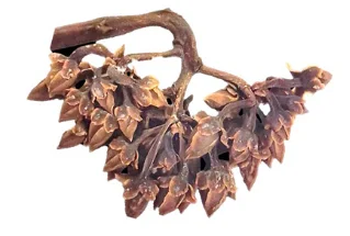 22 new species named May 26: yellow lipstick plants from Borneo, two firefly pairs from Meghalaya, and deep-sea sea cucumbers from the Emperor Seamounts