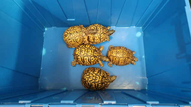 Five live turtles inside a blue plastic box after the Shenzhen Bay seizure