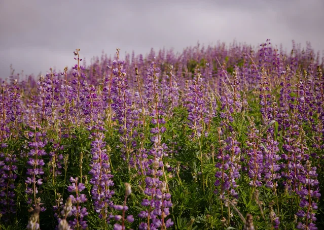 Purple lupines in an open meadow with pollinators visible