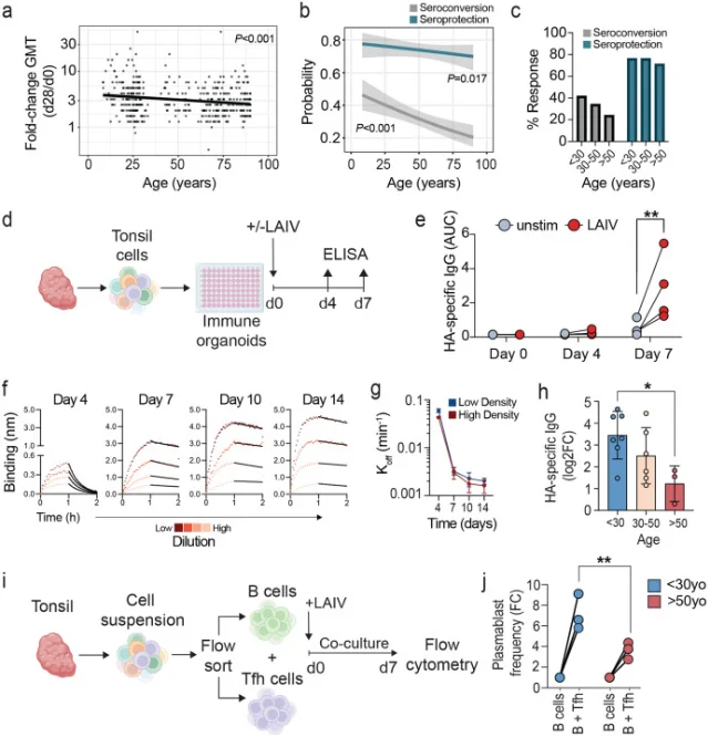 Figure 1 from the Stanford Cell Reports study showing scatter plots of flu antibody response versus age across 402 individuals — data points trend downward with age, demonstrating roughly 4% decline per decade