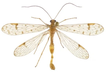 155 new species named this week