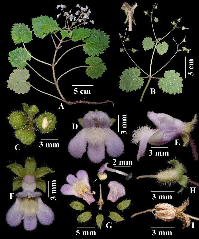 *Ornithoboea brachycarpa* flower dissection plate showing the unique yellow-bearded sterile projection on the stamen