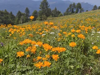 好团出发 · 7.4-5 北京周边户外精选（金莲花季）