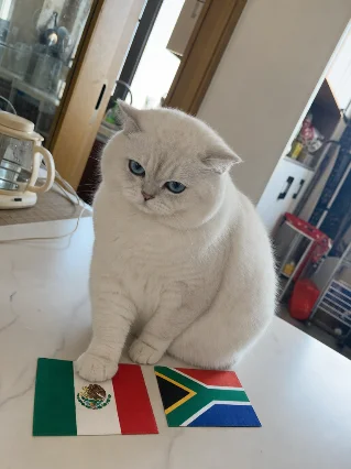 🐾 它不说话，但爪子已经给出答案了