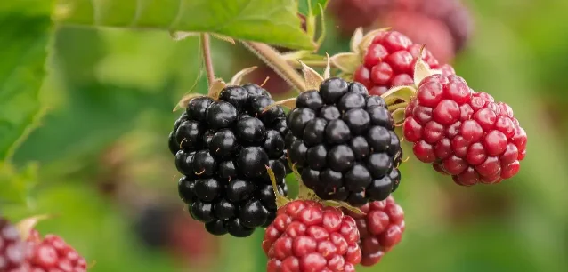 Close-up of blackberries — ripe black fruit and unripe red fruit on the plant against blurred green leaves