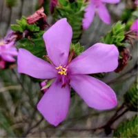 Flowering branch of Microlicia almedae showing vivid magenta five-petaled flowers and glandular leaves
