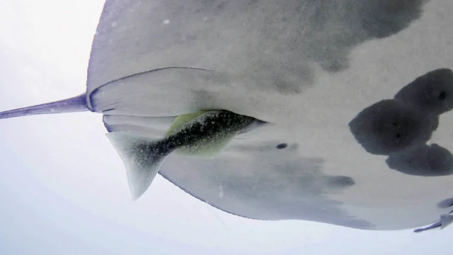 A remora fish with its tail visibly protruding from the cloacal opening of a manta ray, photographed underwater
