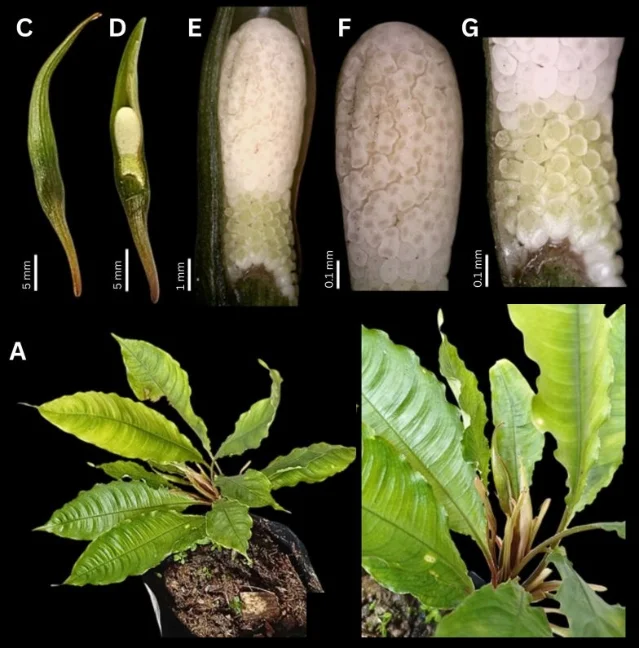 Tweeddalea capsiciformis composite plate: habit, inflorescence, spathe, spadix, staminate flowers, and pistils
