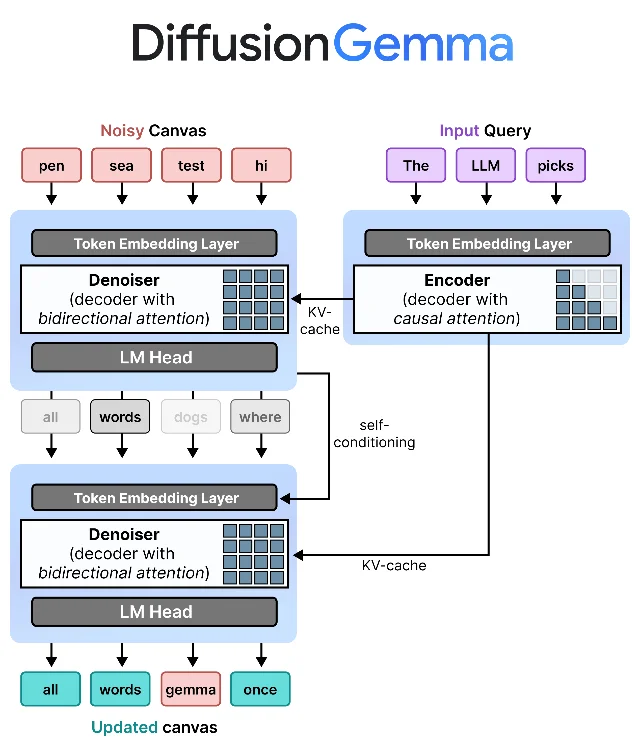 DiffusionGemma architecture: the Encoder (causal attention, right) processes the input query and writes to KV cache; the Denoiser (bidirectional attention, left) iteratively resolves a noisy canvas into clean output tokens. Self-conditioning feeds each denoising round's output back as input to the next.