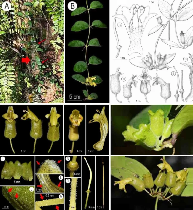 Aeschynanthus luteoflorus multi-panel: plant habit, inflorescences at different stages, mature flower close-up, calyx details, and capsule