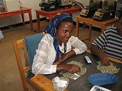 A woman sorting pale coffee beans by hand at a table