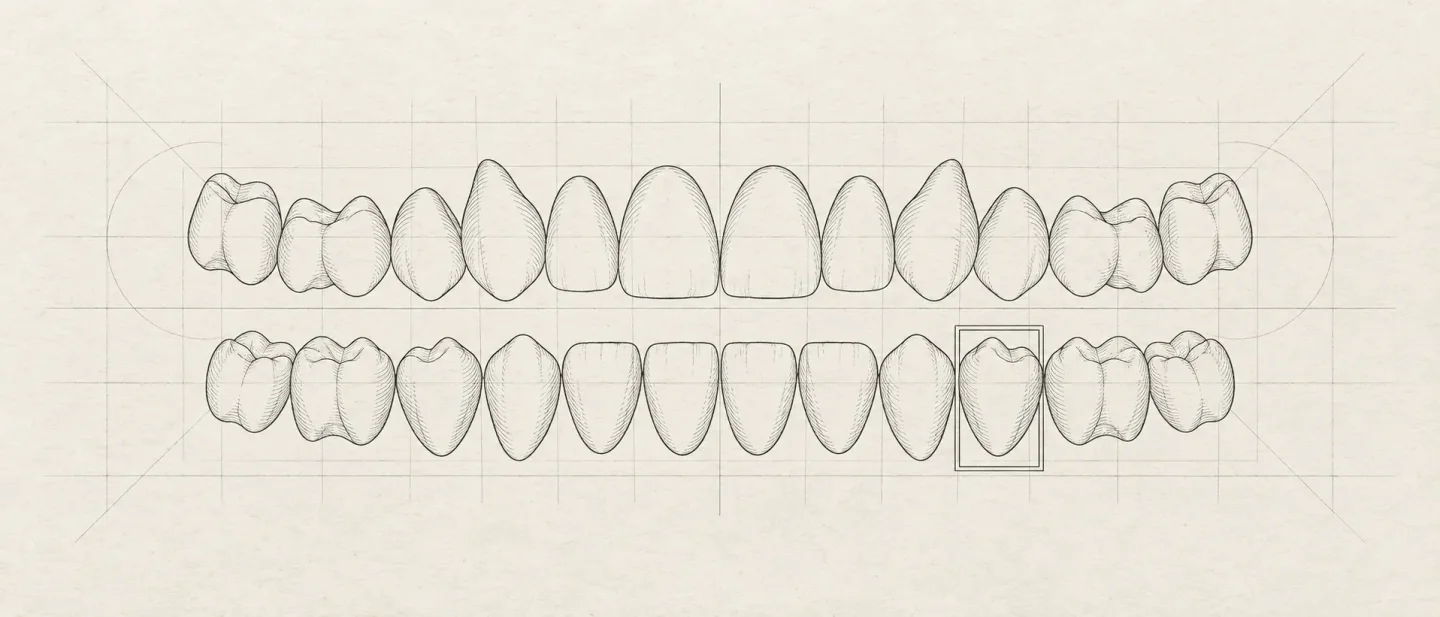 About half of the dental plan's preauthorization requests are denied — what a stalled approval costs a dental student