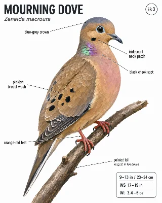 🕊️ Mourning Dove — Species ID Dossier