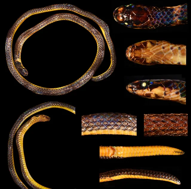 Calamaria hunanensis holotype (CSIPI ZNY202207179): dorsal view (A), ventral view (B), head and neck dorsal (C), head ventral (D), right head lateral (E), left head lateral (F), mid-body lateral (G), mid-body dorsal (H), tail ventral (I), tail lateral (J). Photos by Keji Guo