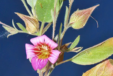 26 new species named June 12: a cricket with a forewing groove no one has seen before, two fungi that eat zombie-ant fungi, and an Endangered shrub from Namibia's ultramafic mountains
