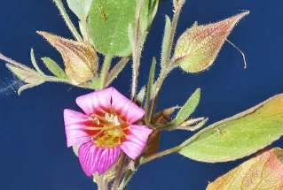 26 new species named June 12: a cricket with a forewing groove no one has seen before, two fungi that eat zombie-ant fungi, and an Endangered shrub from Namibia's ultramafic mountains