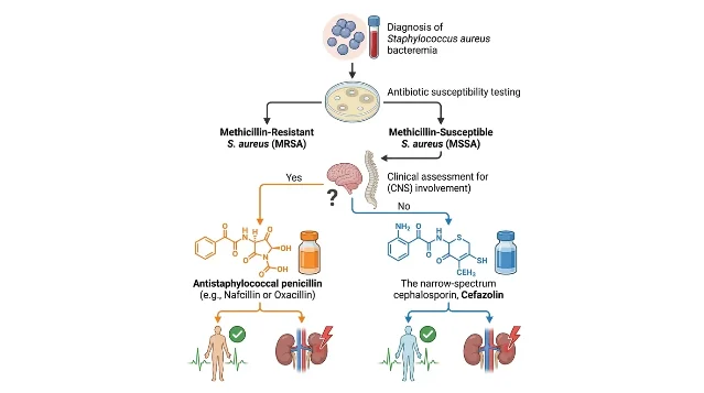 Decision tree: S. aureus bacteremia antibiotic susceptibility testing leading to antistaphylococcal penicillin (orange path) vs cefazolin (blue path), with patient survival and kidney injury outcome icons
