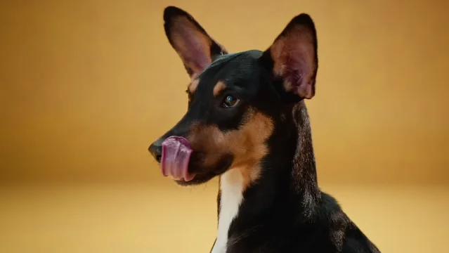 PEDIGREE Mutt campaign 中的混种犬主视觉