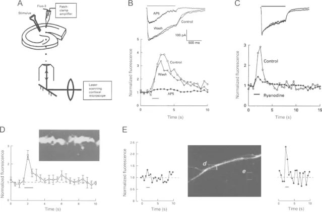Calcium signals during high-frequency stimulation