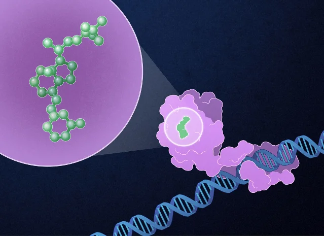 Salk Institute illustration: paricalcitol (green) binding the vitamin D receptor (purple) within the cell nucleus, which then binds to DNA (blue) to alter stromal gene expression