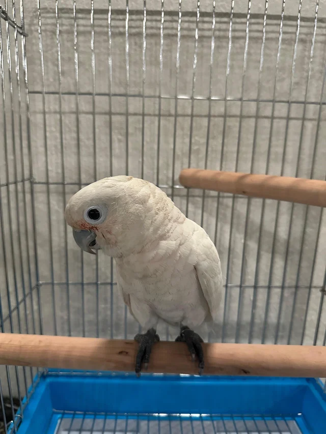 A white-crested Goffin's cockatoo seized by AFCD at Lau Fau Shan