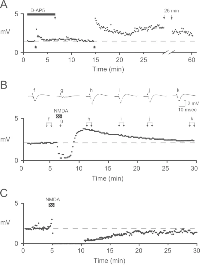 Experimental traces showing NMDA-receptor-dependent potentiation