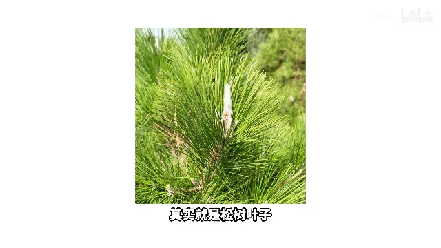 松树枝上的松针