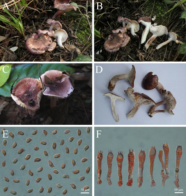 *Hygrophorus atropurpureus* basidiomata and microscopy, Eryuan County, Yunnan