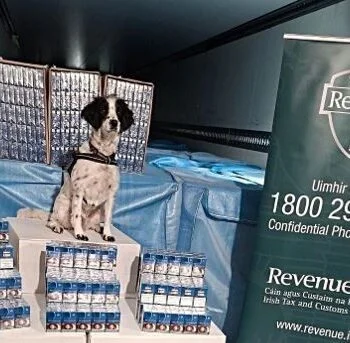 Black-and-white detector dog Milo sitting on stacks of seized cigarette cartons inside a vehicle, with a Revenue Ireland banner visible