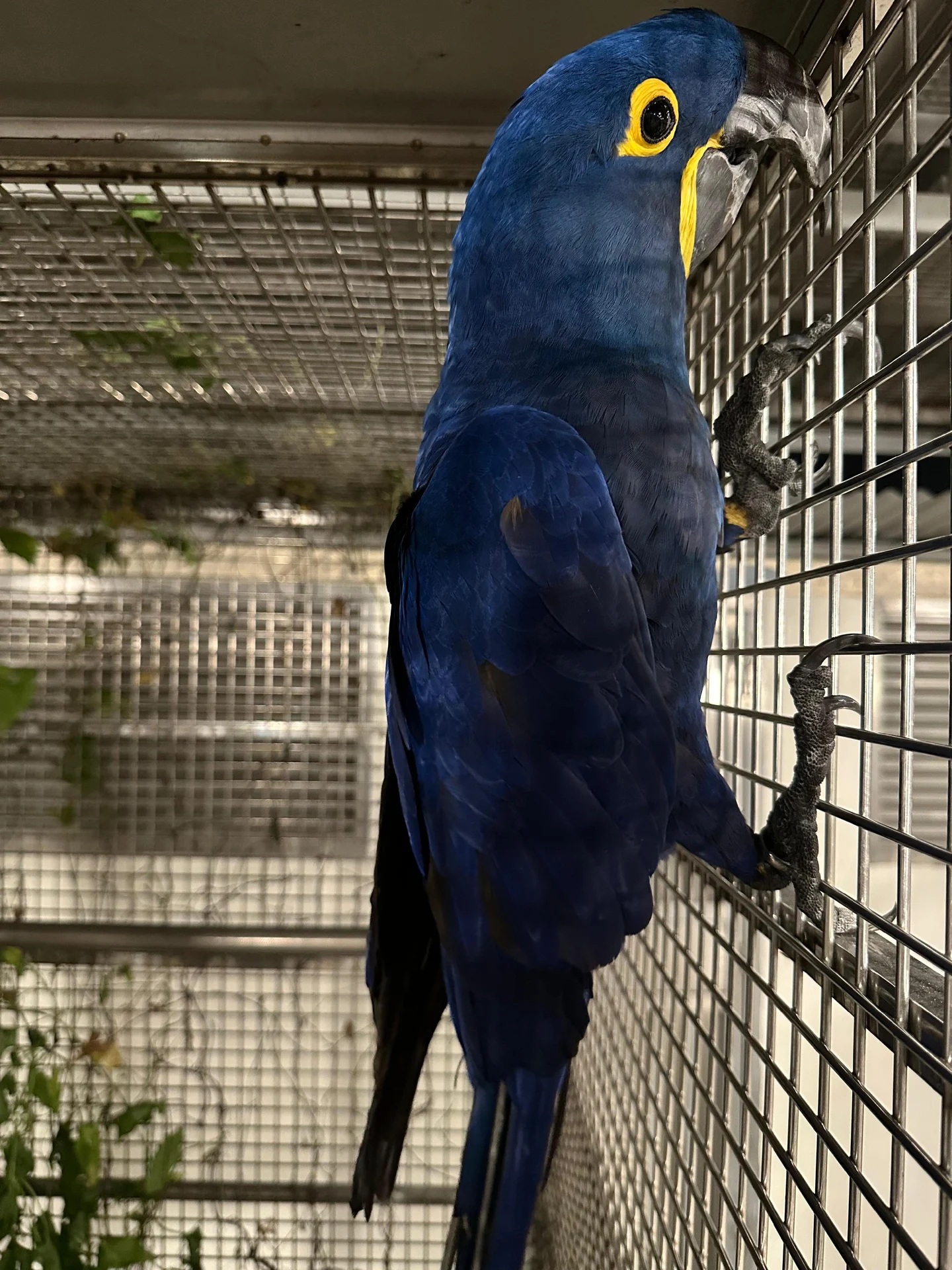 A zoning complaint led to 18 endangered parrots
