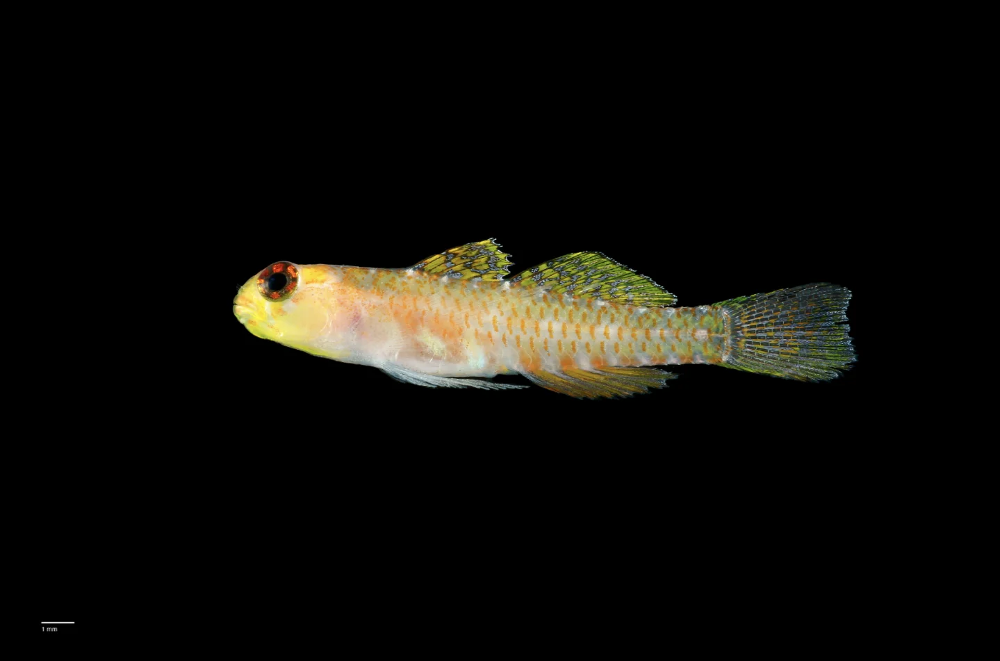 一周内 1121 种新生命:鬼鲨、「玻璃城堡」蠕虫、肉食海绵