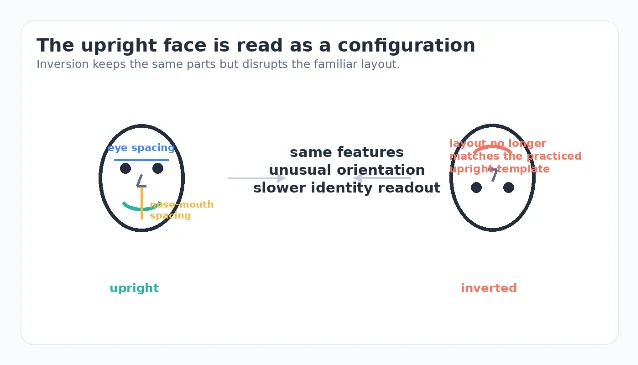 Schematic of holistic face configuration