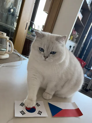 🐾 它研究了整整五秒，然后爪子落定了