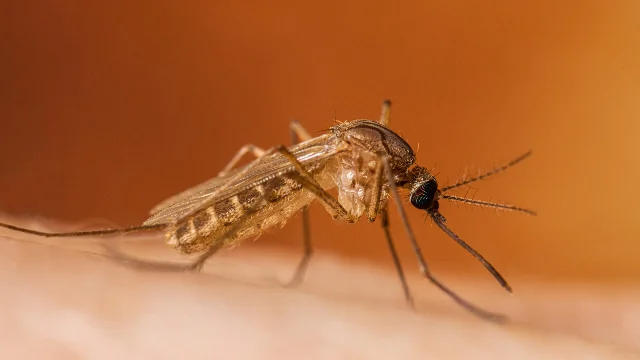 Close-up of a mosquito on skin