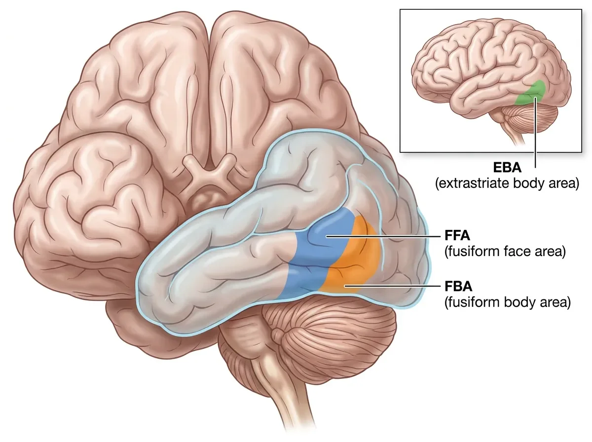The Fusiform Body Area: The Brain's Neighbor to the FFA