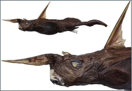 27 taxonomic novelties named June 10: a deep-water chimaera from Costa Rica, a freshwater snail with a structural first, and three cave spiders from Japan