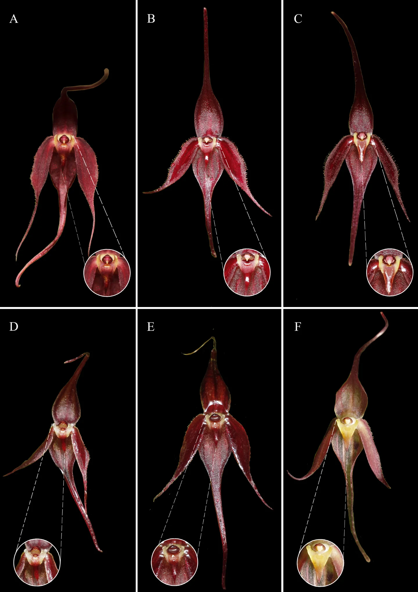13 new species named Friday: an orchid at risk