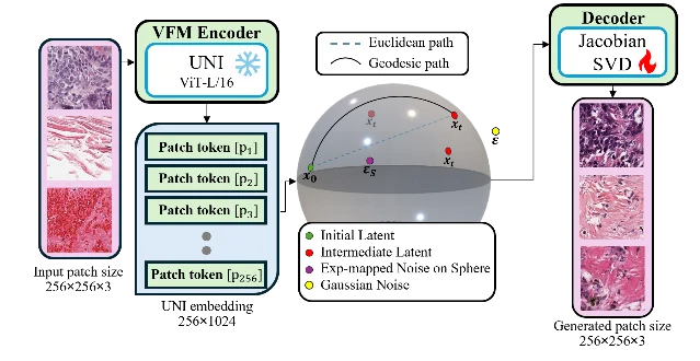 STREAM framework: a frozen UNI ViT-L/16 encoder maps histopathology patches to 256 tokens on the unit hypersphere; a DiT learns bridge-perturbed geodesic transport; a separately trained anisotropic decoder uses SVD of the velocity-field Jacobian to reconstruct tissue patches with directionally calibrated noise